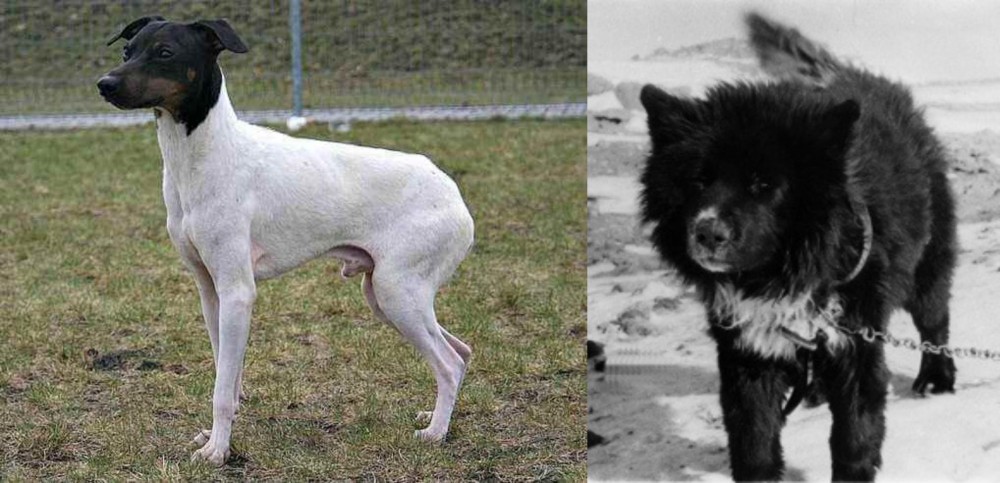 Sakhalin Husky vs Japanese Terrier - Breed Comparison