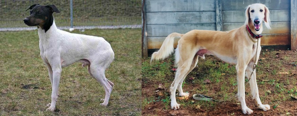 Saluki vs Japanese Terrier - Breed Comparison