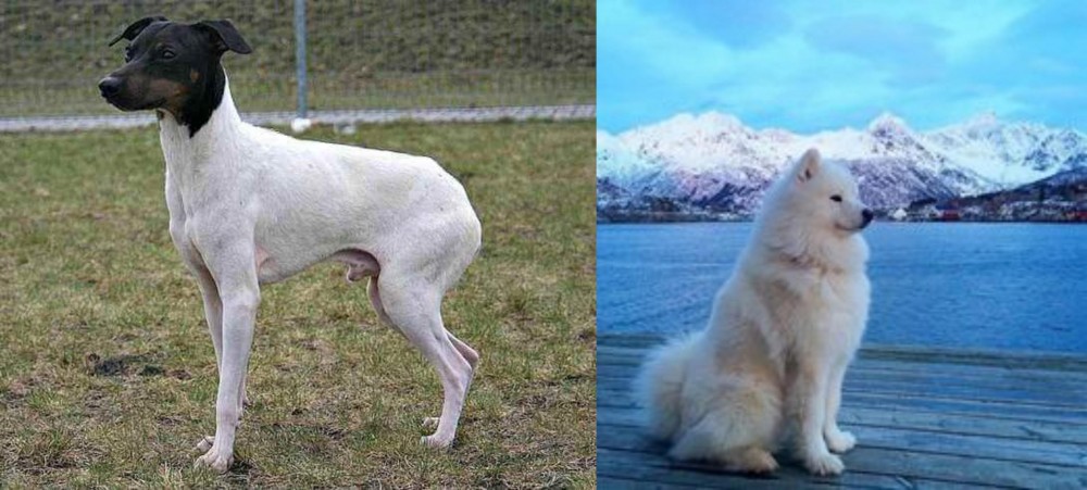 Samoyed vs Japanese Terrier - Breed Comparison