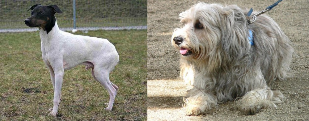 Sapsali vs Japanese Terrier - Breed Comparison