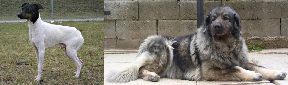 Sarplaninac vs Japanese Terrier - Breed Comparison