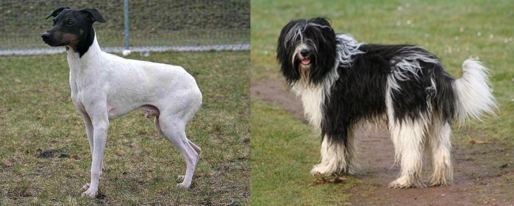 Schapendoes vs Japanese Terrier - Breed Comparison
