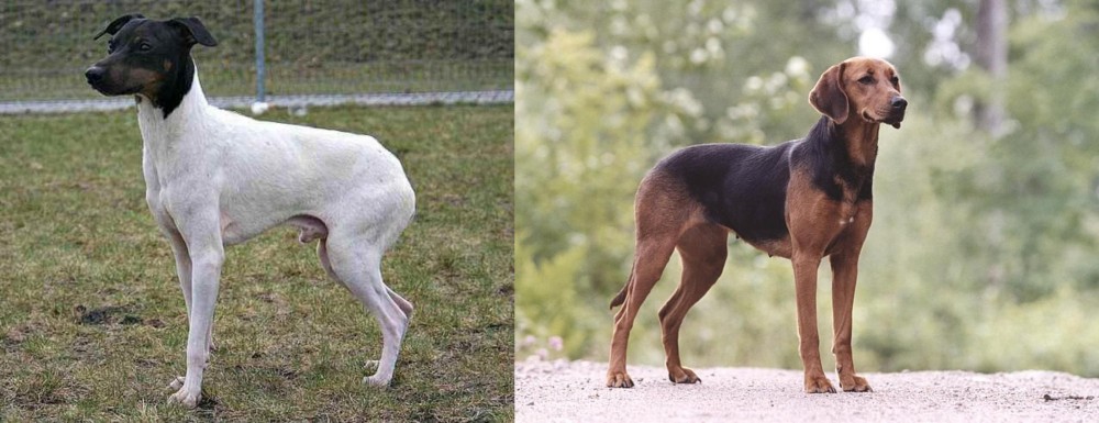 Schillerstovare vs Japanese Terrier - Breed Comparison