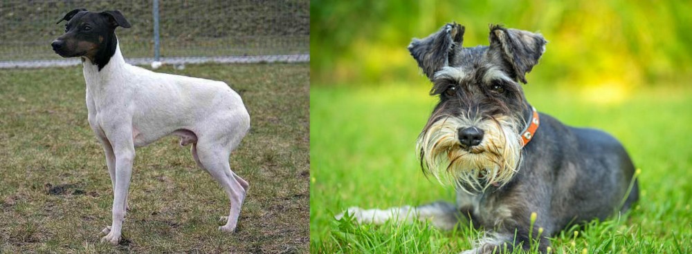 Schnauzer vs Japanese Terrier - Breed Comparison