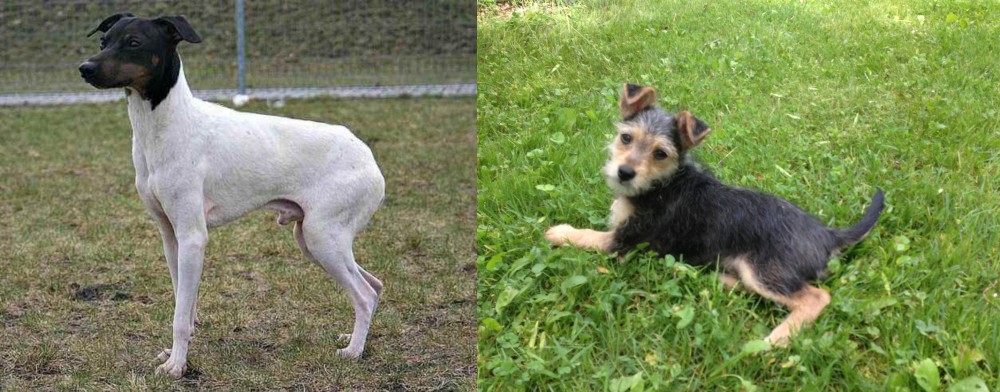 Schnorkie vs Japanese Terrier - Breed Comparison