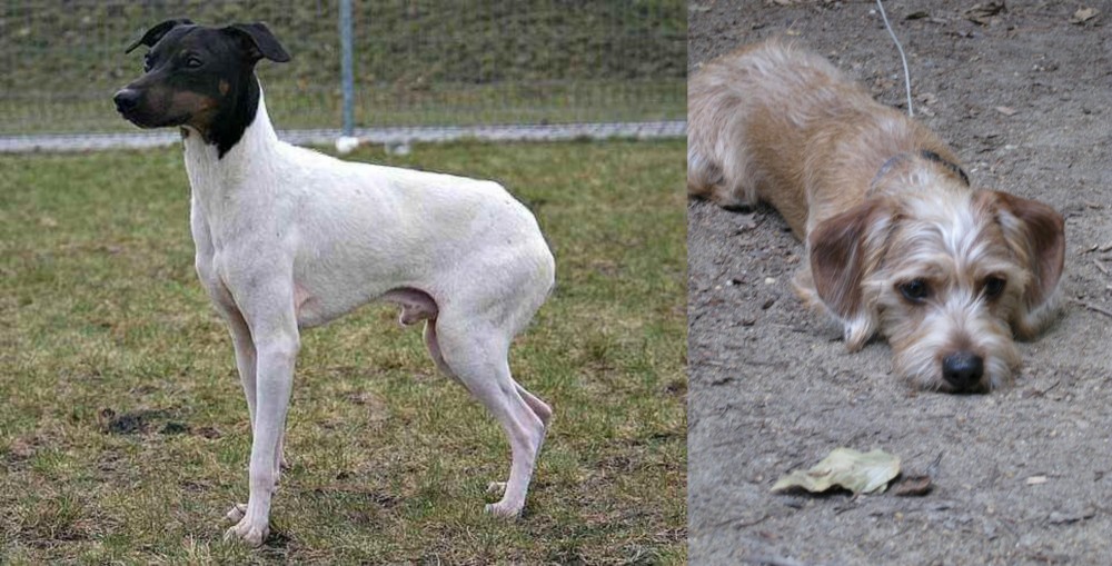 Schweenie vs Japanese Terrier - Breed Comparison