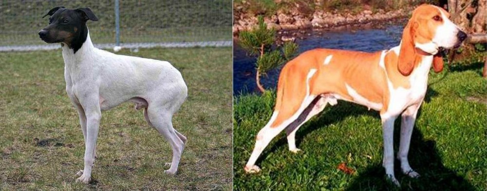 Schweizer Laufhund vs Japanese Terrier - Breed Comparison