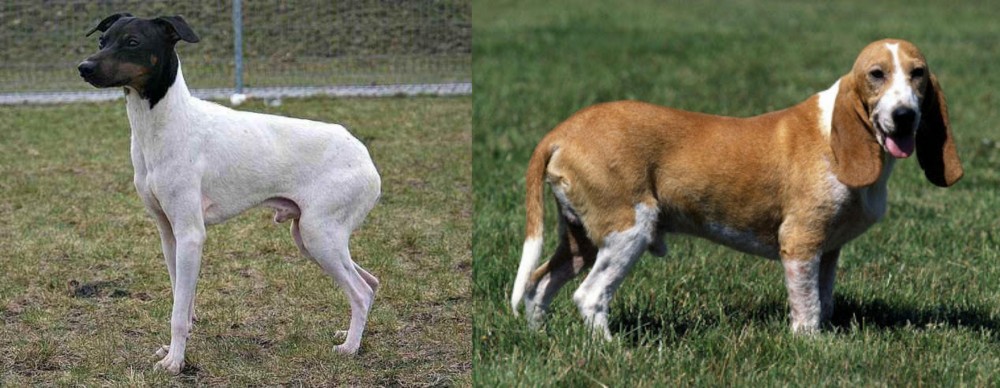 Schweizer Niederlaufhund vs Japanese Terrier - Breed Comparison