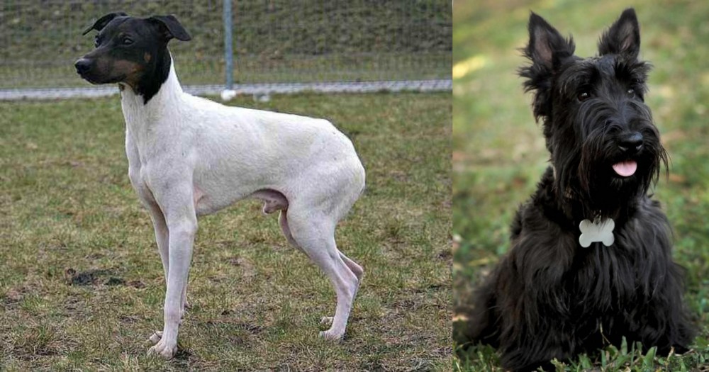 Scoland Terrier vs Japanese Terrier - Breed Comparison
