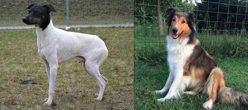 Scotch Collie vs Japanese Terrier - Breed Comparison