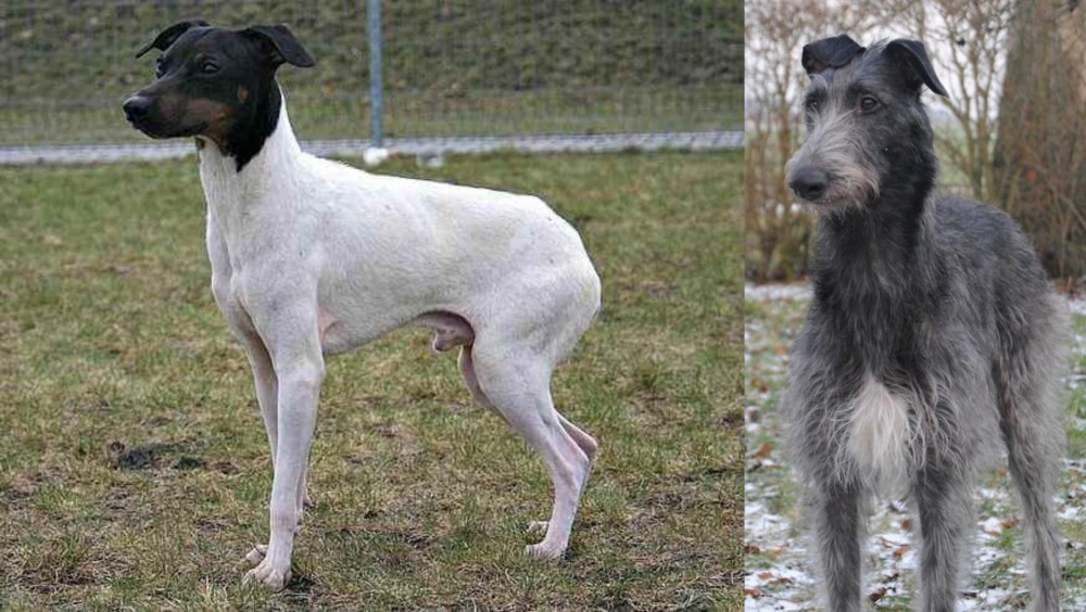 Scottish Deerhound vs Japanese Terrier - Breed Comparison