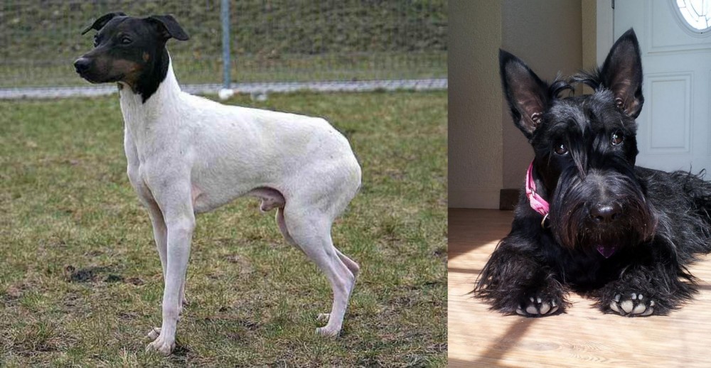 Scottish Terrier vs Japanese Terrier - Breed Comparison