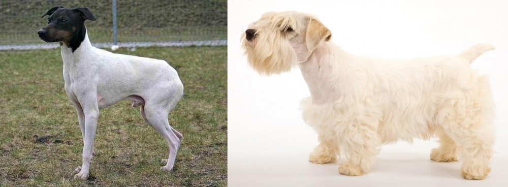 Sealyham Terrier vs Japanese Terrier - Breed Comparison