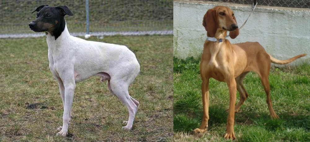 Segugio Italiano vs Japanese Terrier - Breed Comparison