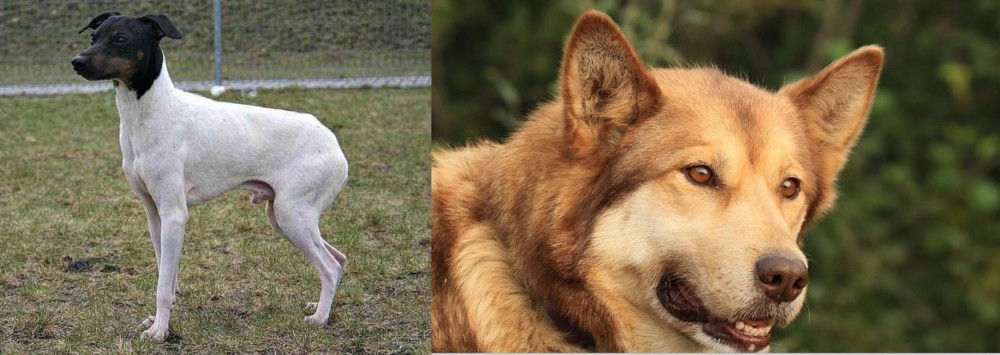 Seppala Siberian Sleddog vs Japanese Terrier - Breed Comparison