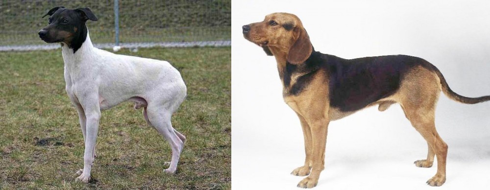 Serbian Hound vs Japanese Terrier - Breed Comparison