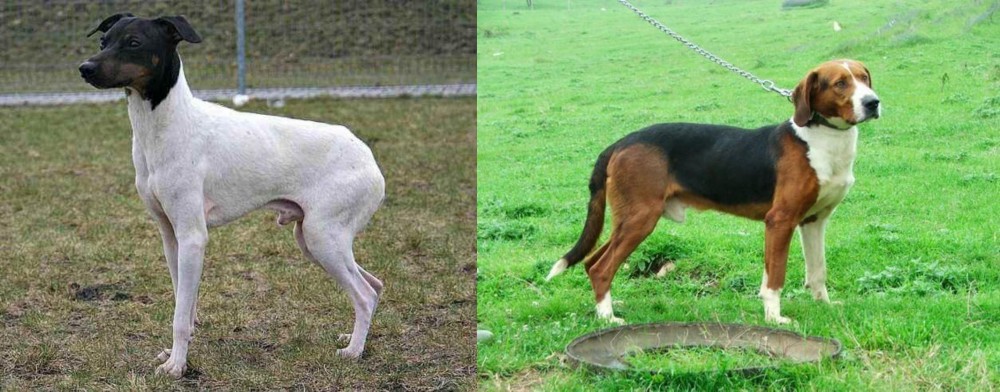 Serbian Tricolour Hound vs Japanese Terrier - Breed Comparison