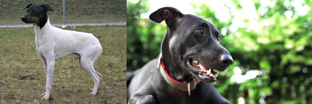 Shepard Labrador vs Japanese Terrier - Breed Comparison