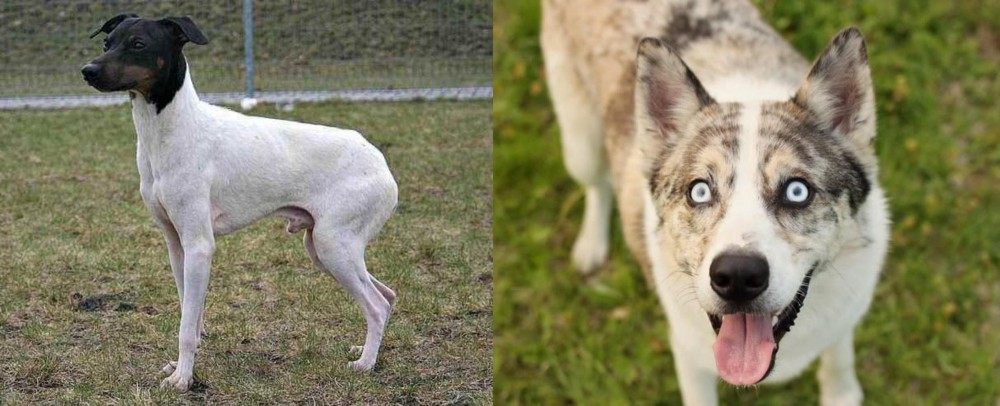 Shepherd Husky vs Japanese Terrier - Breed Comparison