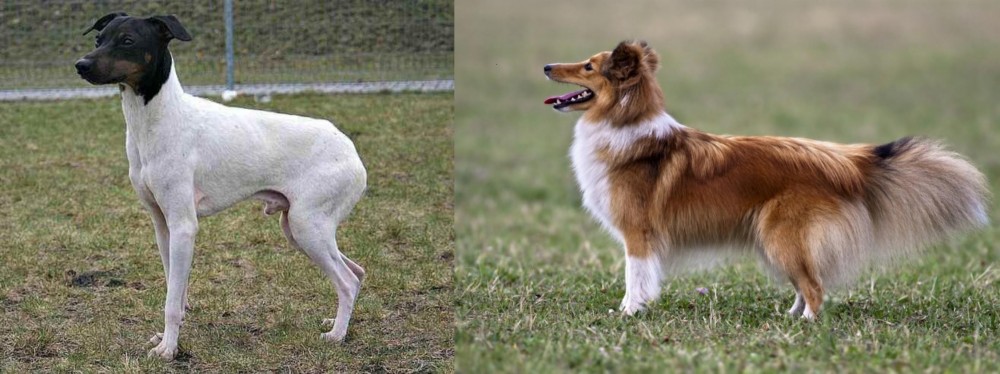Shetland Sheepdog vs Japanese Terrier - Breed Comparison