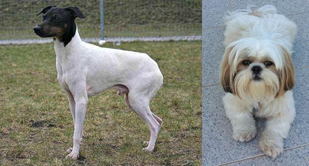Shih Tzu vs Japanese Terrier - Breed Comparison