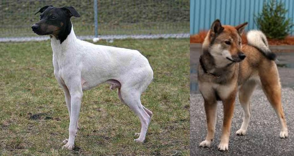 Shikoku vs Japanese Terrier - Breed Comparison