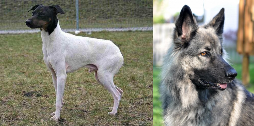 Shiloh Shepherd vs Japanese Terrier - Breed Comparison