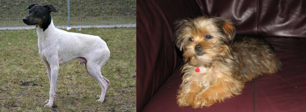 Shorkie vs Japanese Terrier - Breed Comparison