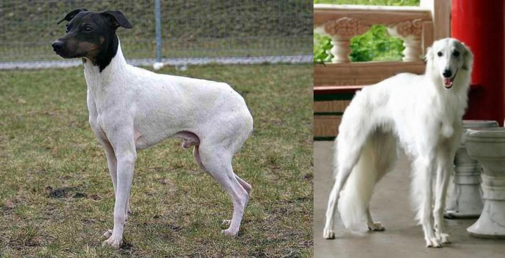 Silken Windhound vs Japanese Terrier - Breed Comparison