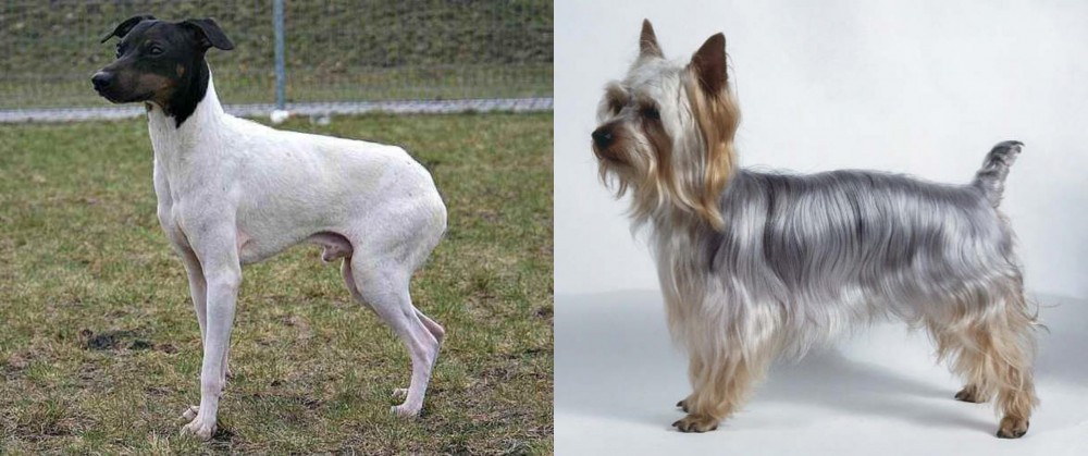 Silky Terrier vs Japanese Terrier - Breed Comparison