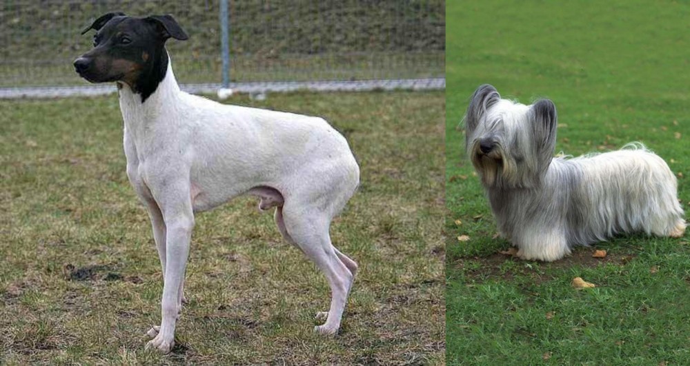 Skye Terrier vs Japanese Terrier - Breed Comparison