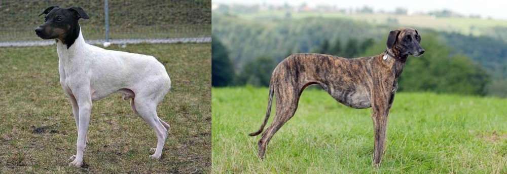 Sloughi vs Japanese Terrier - Breed Comparison