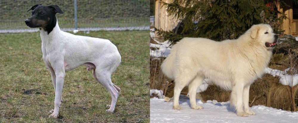 Slovak Cuvac vs Japanese Terrier - Breed Comparison