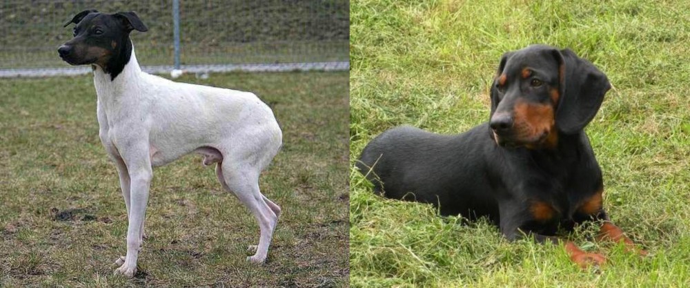 Slovakian Hound vs Japanese Terrier - Breed Comparison
