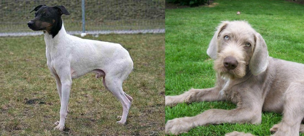 Slovakian Rough Haired Pointer vs Japanese Terrier - Breed Comparison
