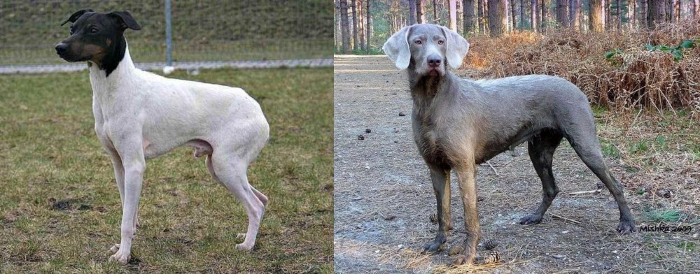 Slovensky Hrubosrsty Stavac vs Japanese Terrier - Breed Comparison