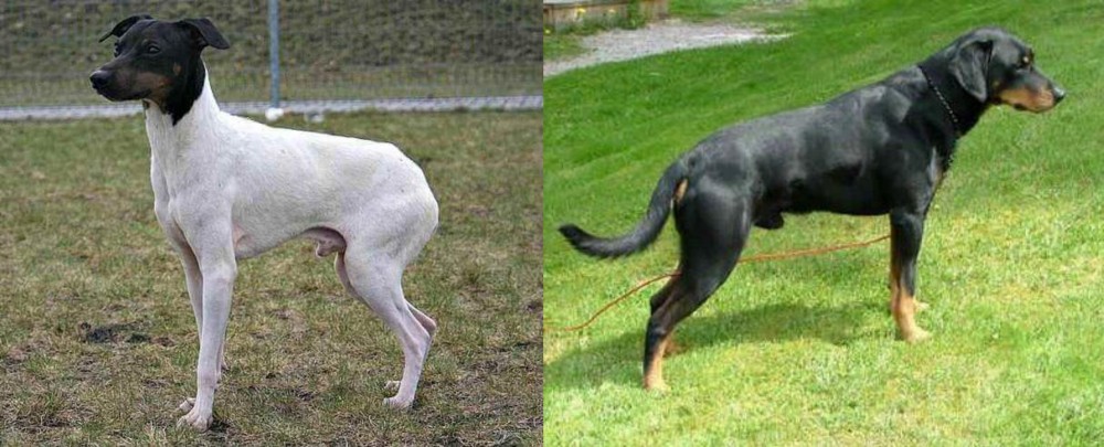 Smalandsstovare vs Japanese Terrier - Breed Comparison