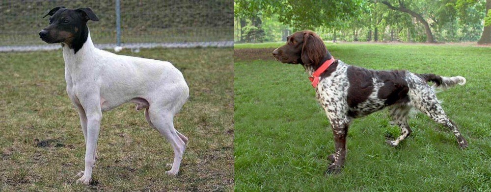 Small Munsterlander vs Japanese Terrier - Breed Comparison