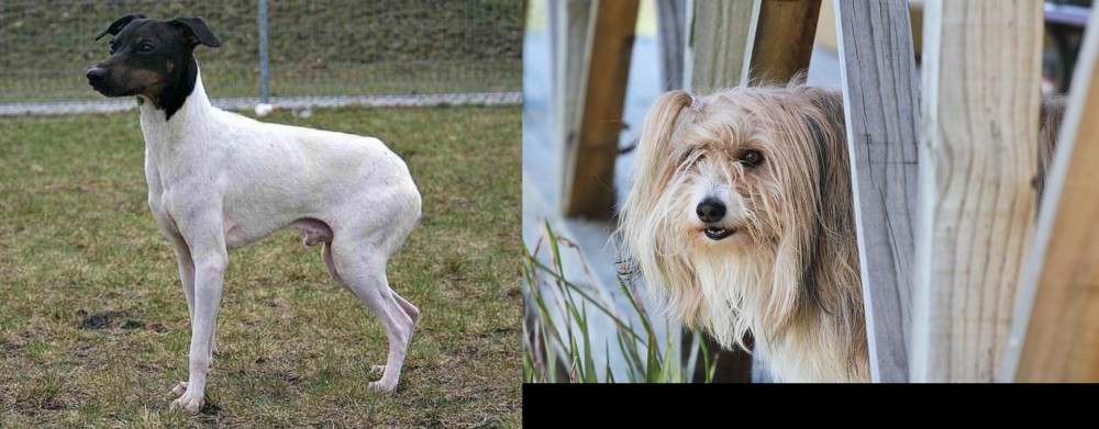 Smithfield vs Japanese Terrier - Breed Comparison