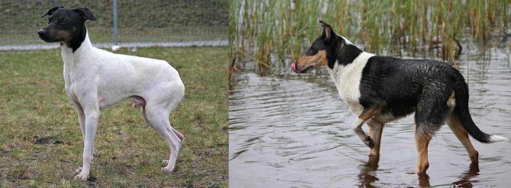 Smooth Collie vs Japanese Terrier - Breed Comparison