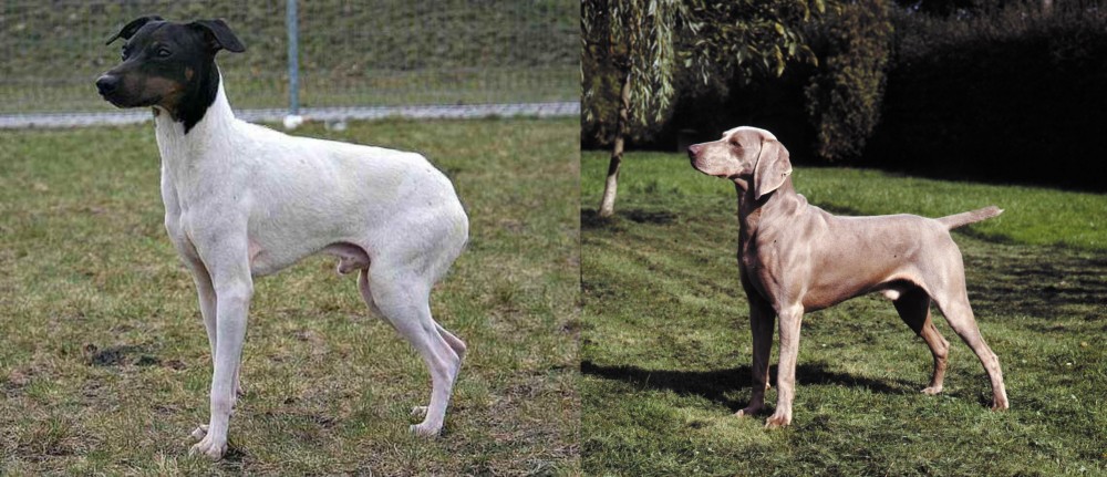Smooth Haired Weimaraner vs Japanese Terrier - Breed Comparison