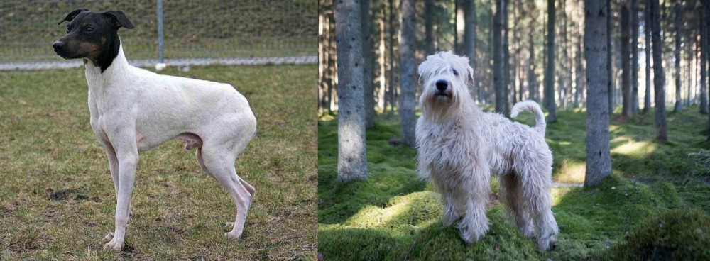 Soft-Coated Wheaten Terrier vs Japanese Terrier - Breed Comparison