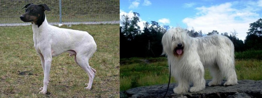 South Russian Ovcharka vs Japanese Terrier - Breed Comparison