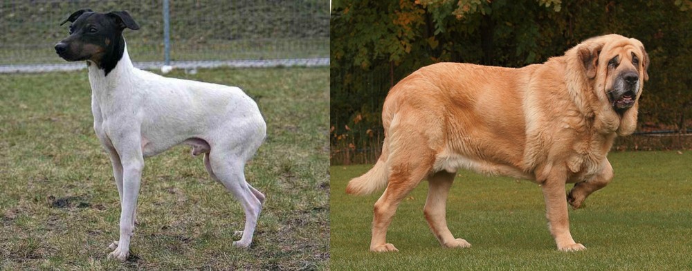 Spanish Mastiff vs Japanese Terrier - Breed Comparison