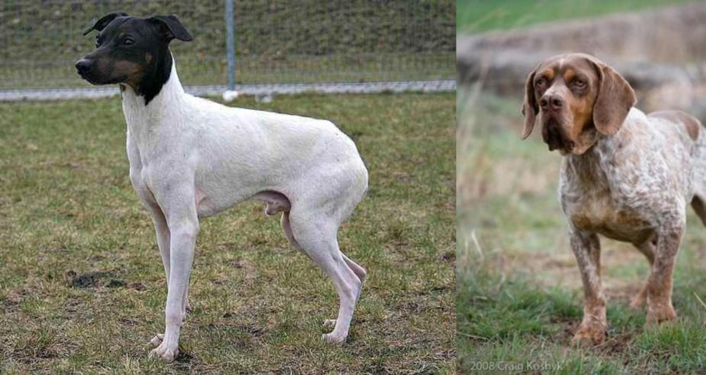 Spanish Pointer vs Japanese Terrier - Breed Comparison