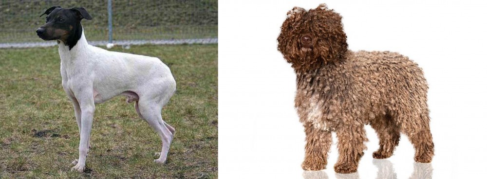 Spanish Water Dog vs Japanese Terrier - Breed Comparison