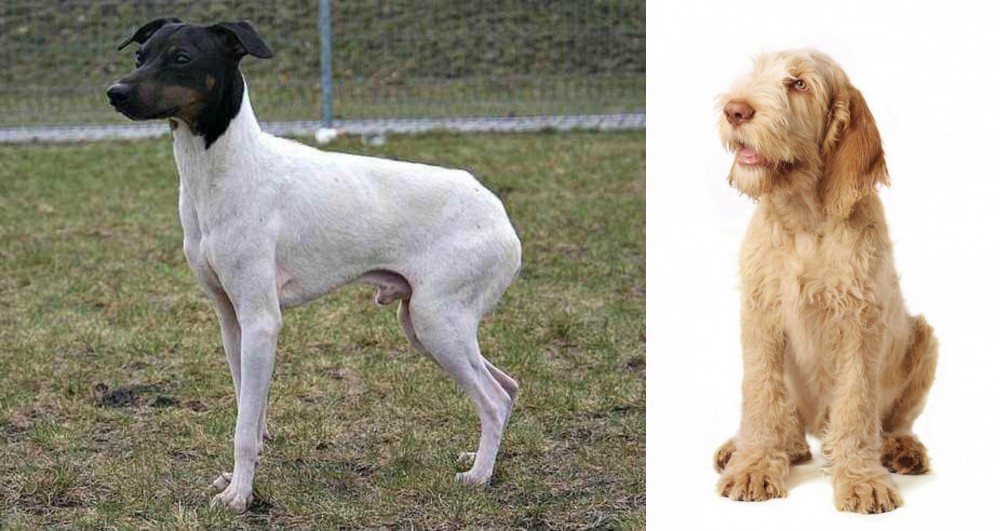 Spinone Italiano vs Japanese Terrier - Breed Comparison