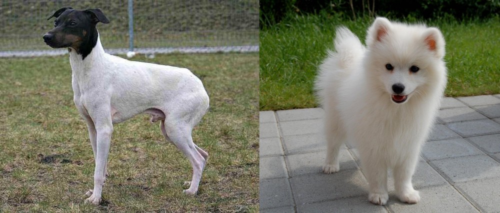 Spitz vs Japanese Terrier - Breed Comparison