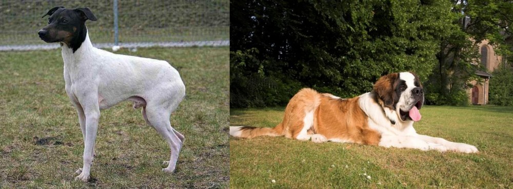 St. Bernard vs Japanese Terrier - Breed Comparison