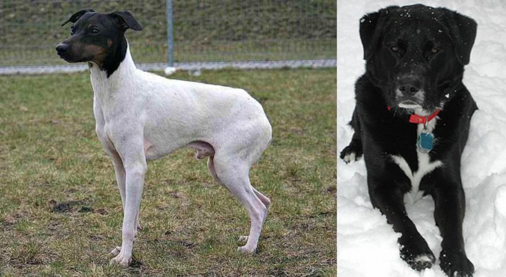 St. John's Water Dog vs Japanese Terrier - Breed Comparison